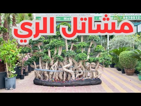 مشاتل الري الشويخ دولة الكويت مزاج الكويت