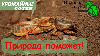 Самый ПРОСТОЙ и БЕЗОПАСНЫЙ способ уничтожить МЕДВЕДКУ на участке! Без мыла, пестицидов и препаратов.