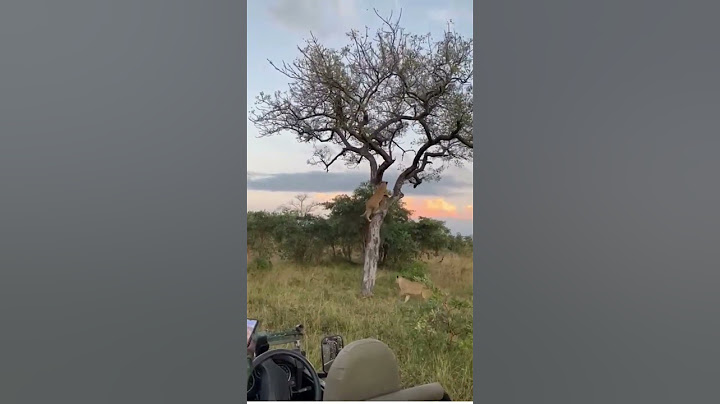 Leopard Fights off Lion in Tree. Watch full video on our Channel!🔥