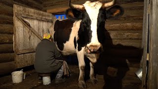 Making GUBADIA - TATAR traditional pie. From milking a cow to finished cake. Village life in Russia