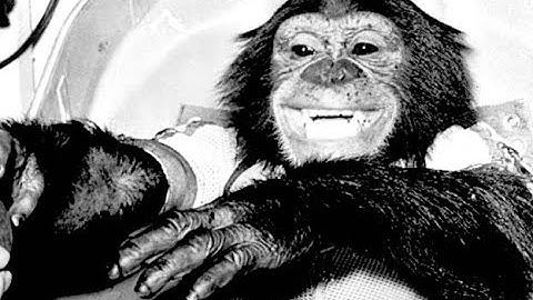 The Sweet Story Of Ham The Space Chimp & His Successful Flight