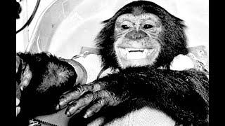 The Sweet Story Of Ham The Space Chimp & His Successful Flight