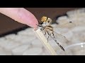 잠자리와 친구가 되는 과정 The Process Of Making Friends With a Dragonfly