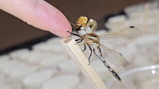 잠자리와 친구가 되는 과정 The Process Of Making Friends With a Dragonfly