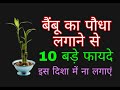 Bamboo plant अगर आप भी लगाते हैं अपने घर में बैंबू प्लांट तो ये खबर जानकर चौक जाओगे जानिए 10 फायदे