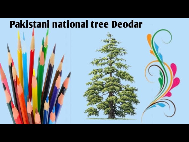 Deodar Cedar Cedrus deodara Dimensions  Drawings  Dimensionscom