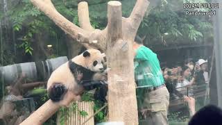 기다려도 오지 않는 손님 #panda #huibao #輝寶 #辉宝