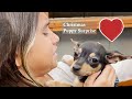 Christmas puppy surprise compilation 2022  heartsome 
