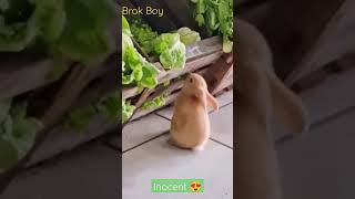 Inocent Chor Cute Bunny