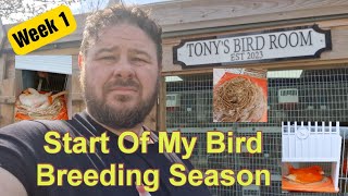 My Bird Breeding Season Week 1 | Putting My Canaries Down | Nest Building How Many Eggs Have We Got?