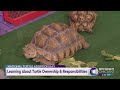 National Turtle Adoption Day: Learning About Turtle Ownership &amp; Responsibilities