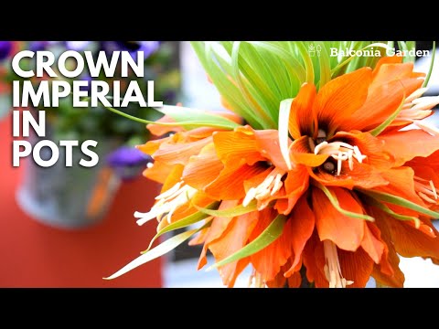 Video: Fritillaria Imperialis Care - Consejos para cultivar flores Crown Imperial
