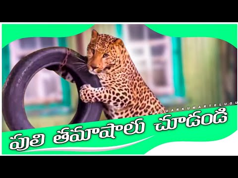 Jaguar terrible bit part-2 || jaguar || leopard || black panther || big cats || before Ukraine war