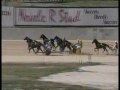 Horse Race Caller Loses His Voice!