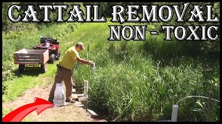 How To Get Rid Of Cattails  Invading Your Pond  Update Links Below