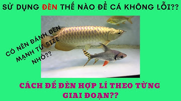 NUÔI CÁ RỒNG: CÁCH DÙNG ĐÈN CHO CÁ RỒNG