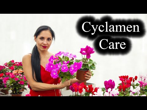 Cyclamen Plant Care | Indoor Growing Conditions | Tips