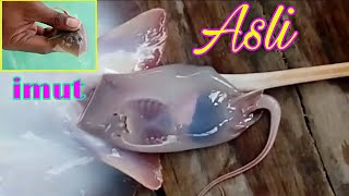 Proses Ikan Pari Melahirkan Kembar, Setelah Mancing Ikan Pari