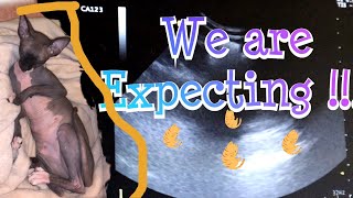 Pregnant Sphynx !| Breeder | Her first ultrasound by Mrs Yvette Priscilla 1,476 views 4 years ago 5 minutes, 15 seconds