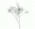 Binary Tree