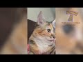 CATS will make you LAUGH YOUR HEAD OFF - Funny CAT compilation