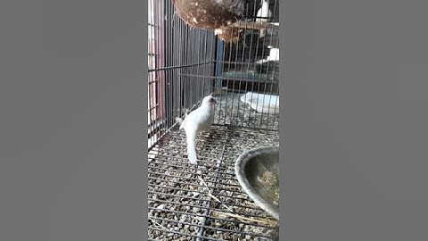 pied Dove Breeder tips latest update video #hamzabirds #shortvideo #pieddove #birds #dovebirds