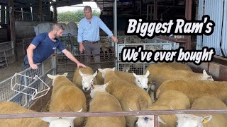 Download Lagu Turing Grass into Kilos, Big boys #tepari #farm #farming #sheep #cows #ireland #uk #irish #dogs MP3 Download Lagu Turing Grass into Kilos, Big boys #tepari #farm #farming #sheep #cows #ireland #uk #irish #dogs MP3
