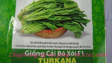 Hạt giống rau nhà chùa F1 Tukana - rau  bó xôi - gói 5g