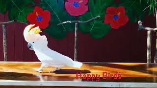 Hopping Cockatoo by Happy Birds 419 views 4 years ago 11 seconds