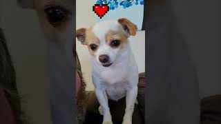 Talking Chihuahua Dog Reacts To Dad When He Calls Her Cute 🥰