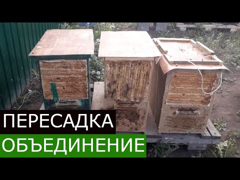 Видео: 3 роя за один раз! Пересадка и объединение роёв