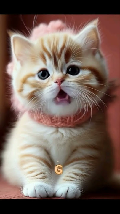 just a baby. don’t ask questions 🍼#cute #cat #kitten #catlovers #lipsync