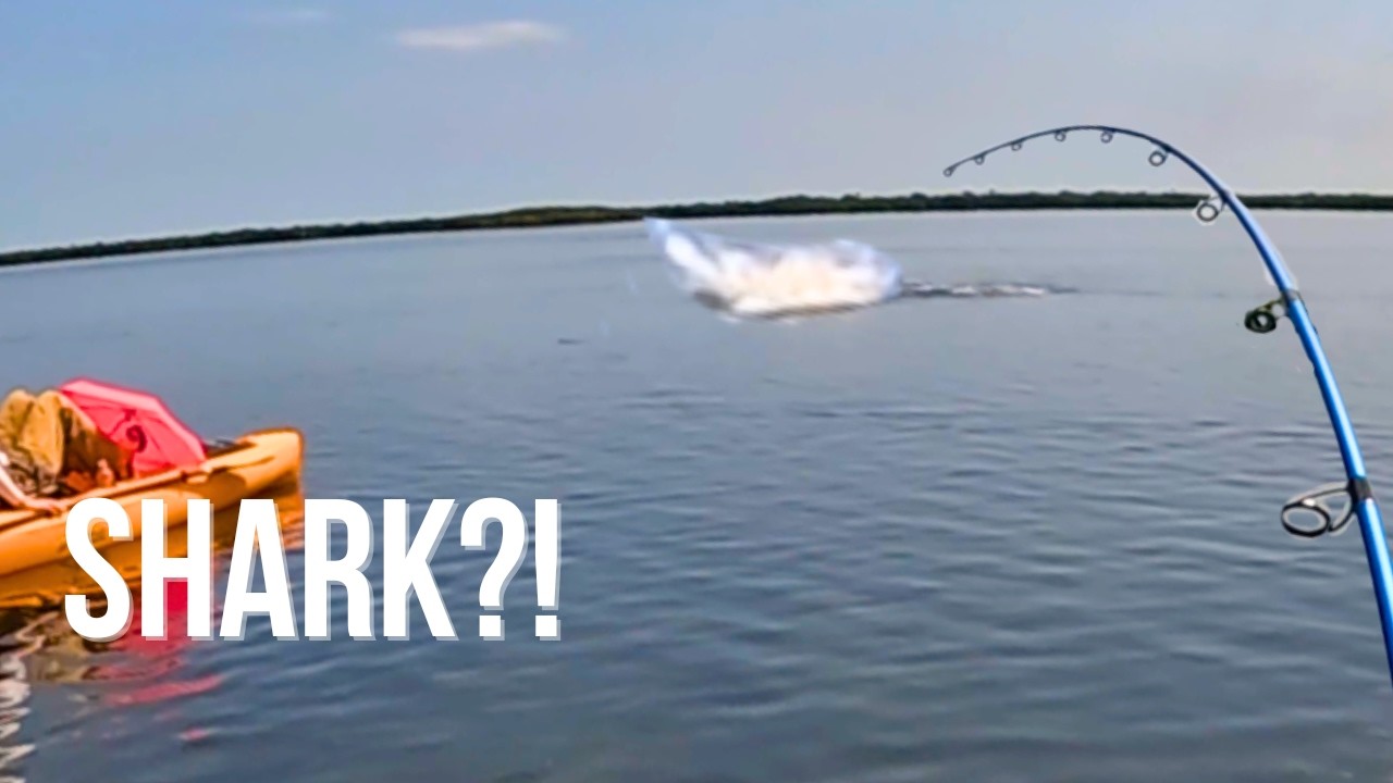 Я думал, это акула… А потом она всплыла.