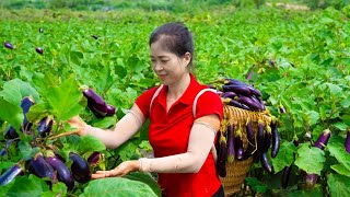 Harvest Eggplant Goes To Market Sell | Gardening And Cooking | Lý Song Ca