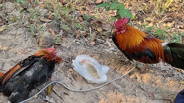 Dib qaib qus  2022-2023. เข้าป่าต่อไก่ป่ามาเป็นอาหาน. Survival in the forest. free life.