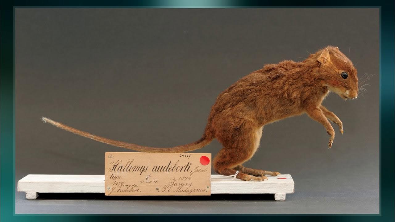 Northern Voalavo YouTube