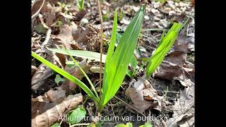 Leeks (Allium Tricoccum)