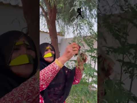 شاهد فوائد شجرة الغاف من قبل اهالي عرب فارس في الساحل الشرقي من الخليج