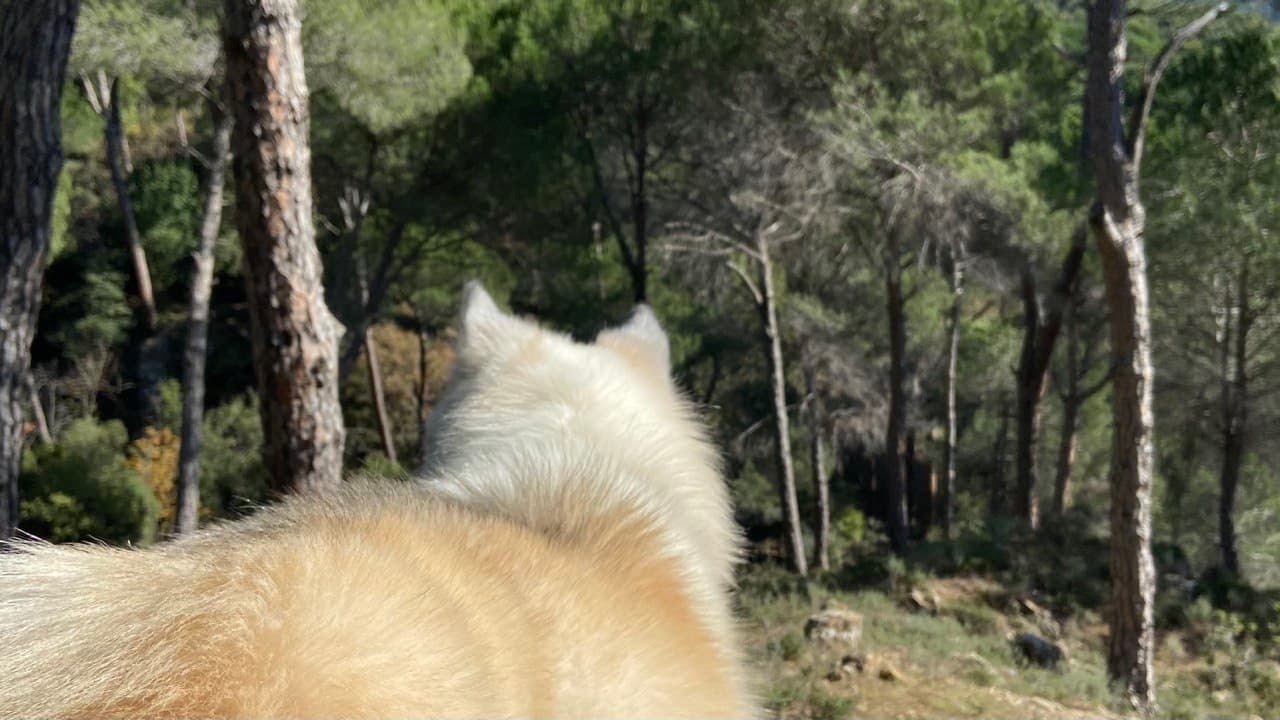 Hike with me 🥾 Wonderful trail at Arsoun Lebanon 🇱🇧 (Landscape Video)