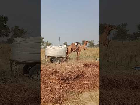 كم من الوزن تم وضعه على الحيوانات البريئة فإن الناس يمارسون قسوة كبيرة  