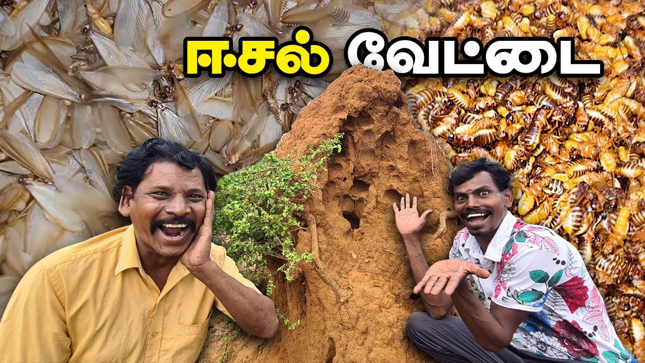 அடர்ந்த காட்டுக்குள் - இரவில் ஈசல் வேட்டை 😯 | Winged Termites Hunting ...