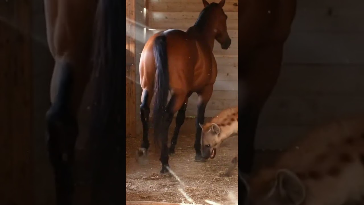 How will the horse deal with this mischievous barn prank 