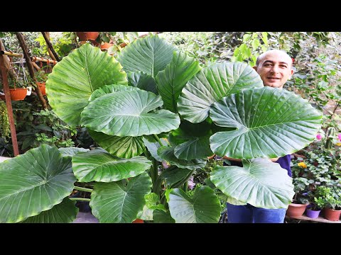 فيديو: تغذية نبات Alocasia - كيف ومتى تسميد نباتات Alocasia