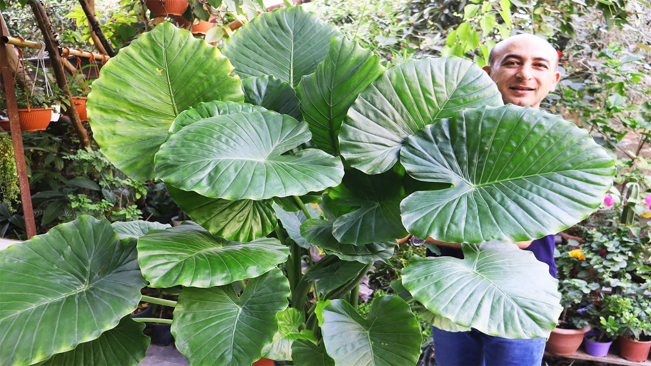 كيف تخلي نبتة أذن الفيل عملاقة و تنتج خلفات بغزارة