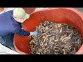 "탤런트 김수미 씨도 맛있대요~" 하루 300그릇 팔리는 칼칼한 미꾸라지 매운탕집┃Chueotang(Boiled mud-fish soup), Korean street food