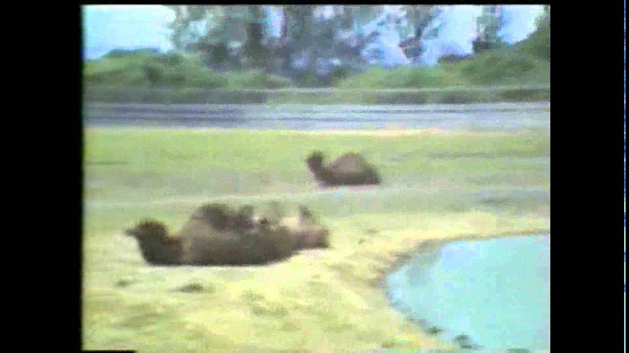 Wastl53 - Safariland Groß Gerau