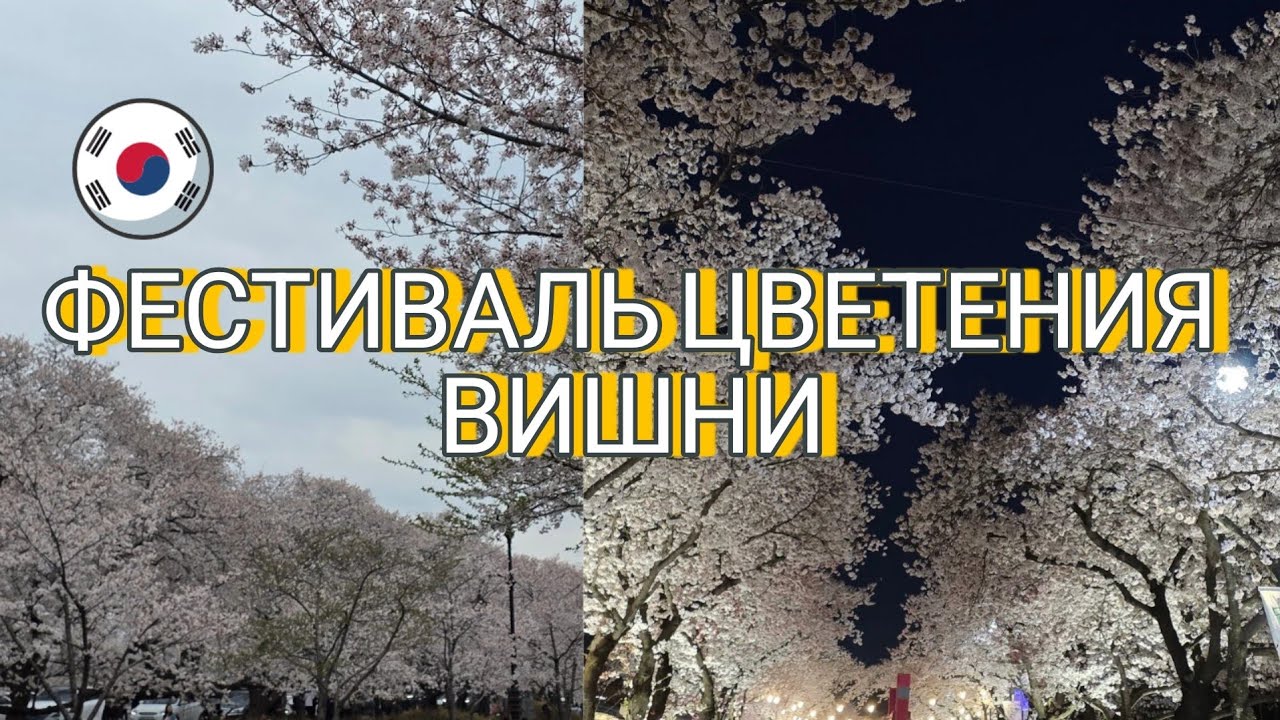 KR Фестиваль цветения вишни в Корее: атмосфера и красота. Как мы провели время на фестивалях