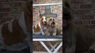 Doggy Daily Episode 199: Humphrey the Basset Hound  #bassethound #doggrooming