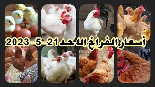 اسعار الفراخ البيضاء سعر الفراخ البيضاء اليوم الأحد ٢١-٥-٢٠٢٣ جملة وقطاعي في المحلات
