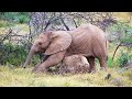 💕 Funny and Cute Baby Elephants💕 [Funny Pets]